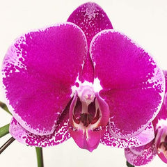 Phalaenopsis Orchid 6