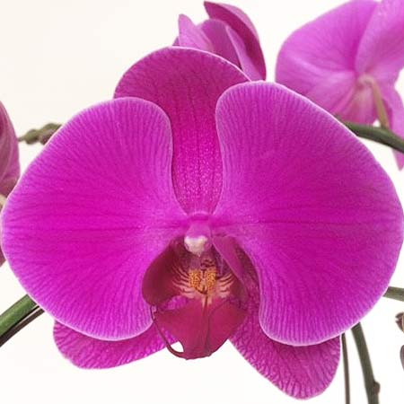 Phalaenopsis Orchid 4" Purple