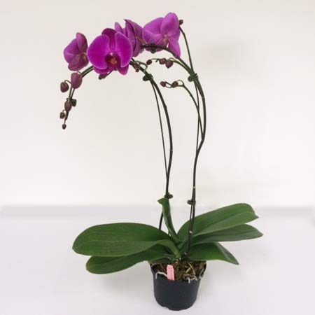 Phalaenopsis Orchid 6" Purple