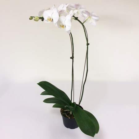 Phalaenopsis Orchid 6" White