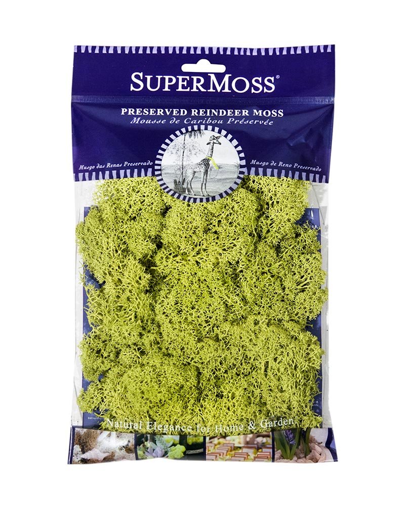 SuperMoss Preserved Reindeer Moss