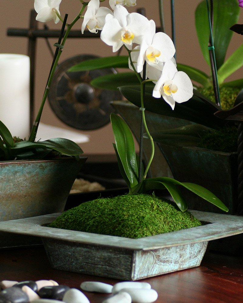 sheet moss for potted plants SuperMoss Preserved Sheet Moss