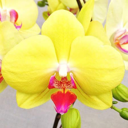 Phalaenopsis Orchid 4" Yellow